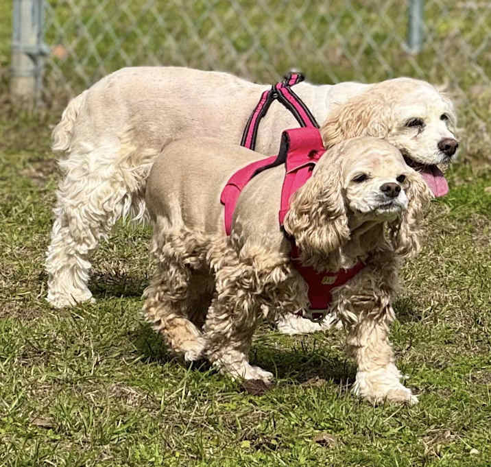 Photo of Breezy and KyKy