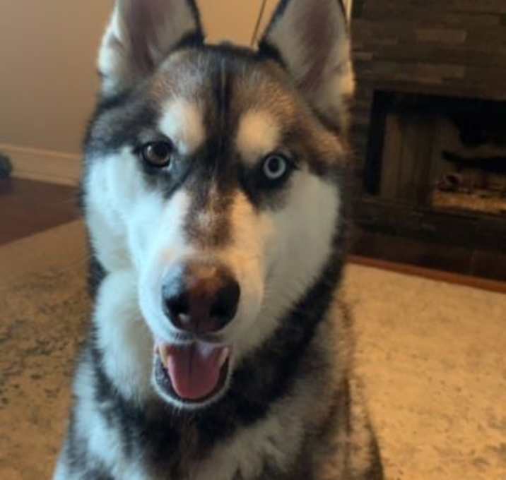 Photo of Apollo