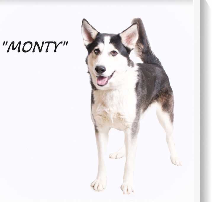 Photo of Morty 