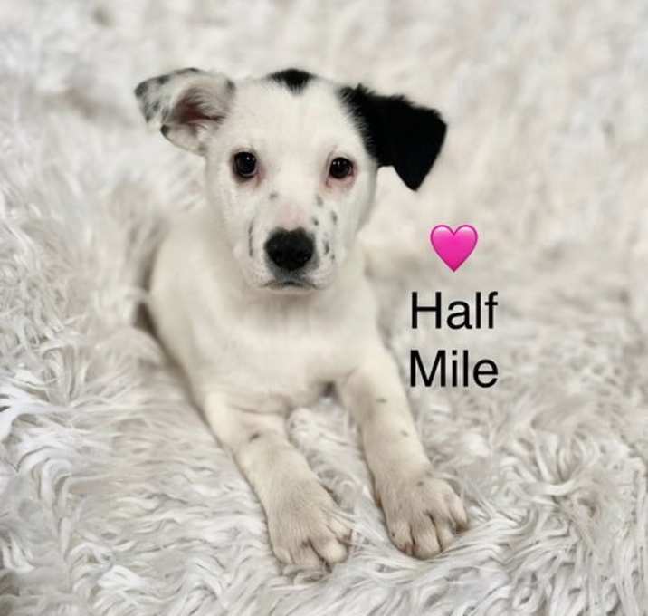 Photo of Half Mile