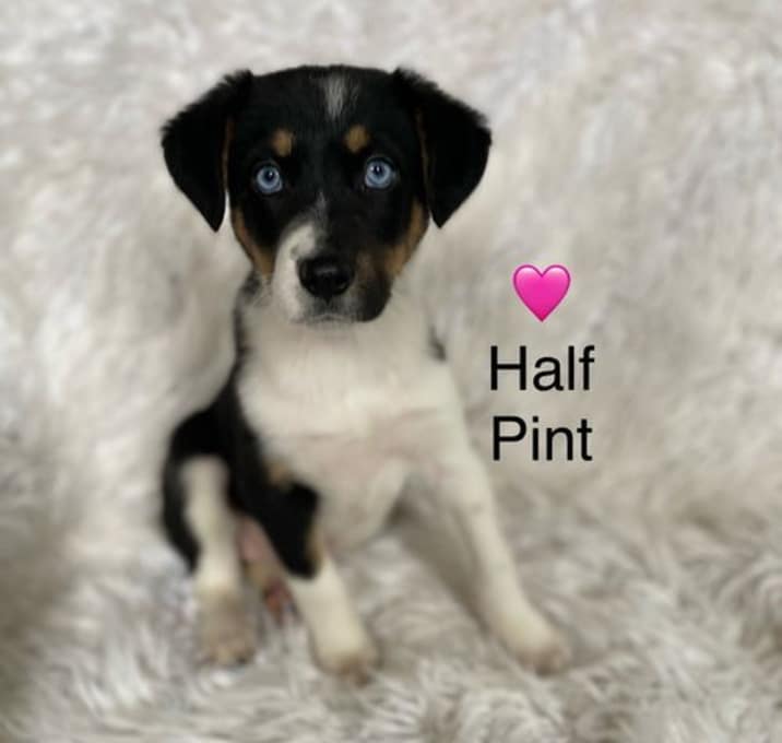Photo of Half Pint