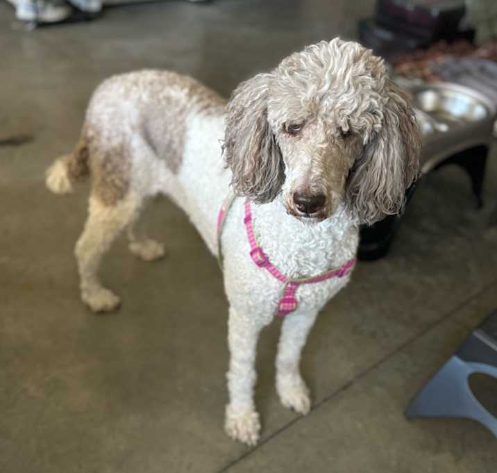 Photo of Willow