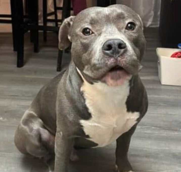 Photo of Dodge