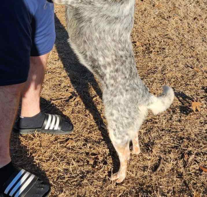 Photo of ZCL-D-Lucy