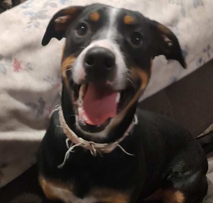 Photo of Rosie