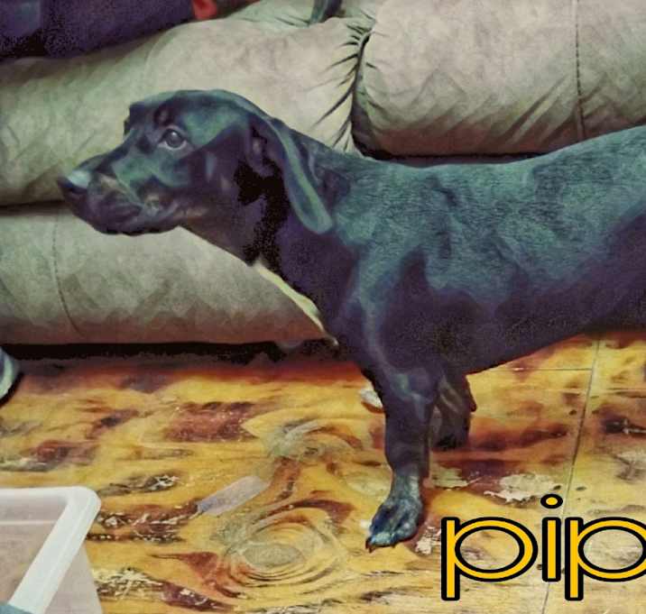 Photo of Pippa