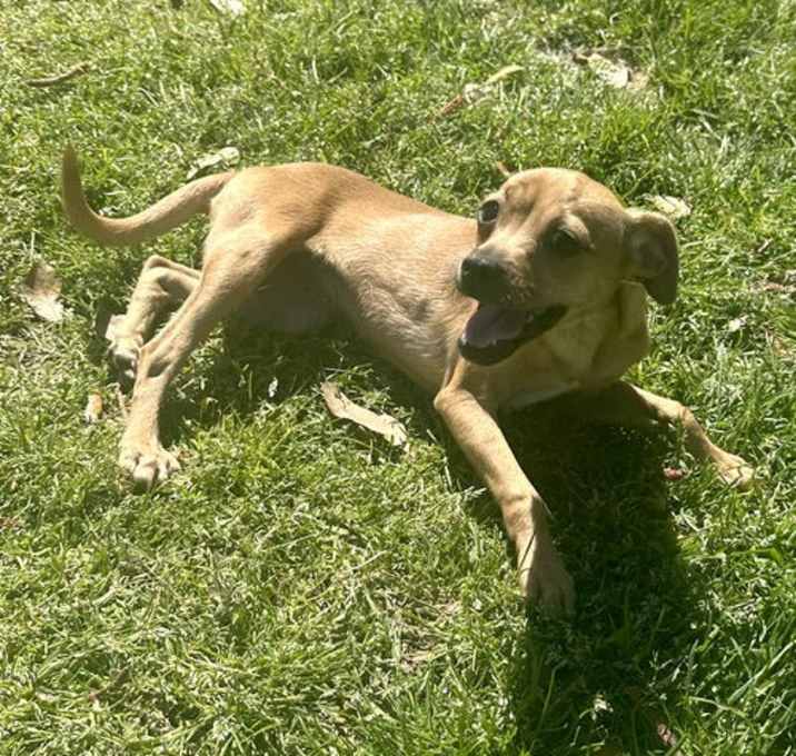 Photo of Willow