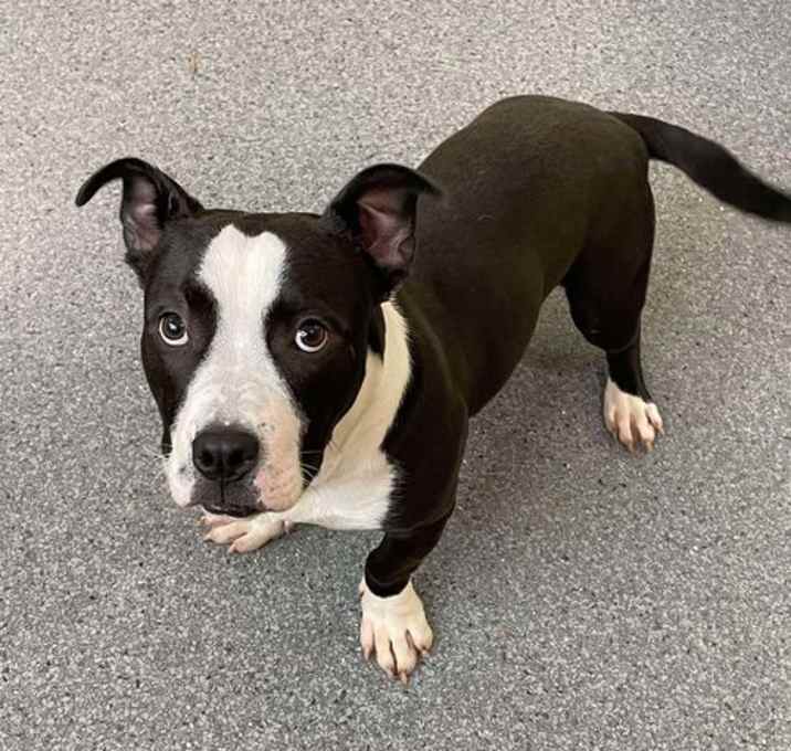 Photo of Goose