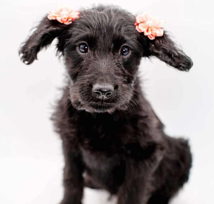 Photo of Mary Puppins
