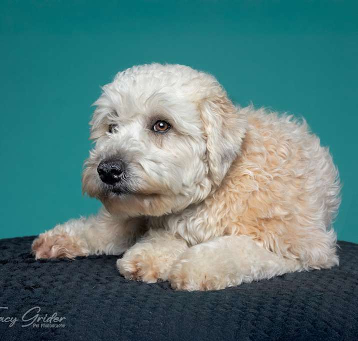 Photo of Prada
