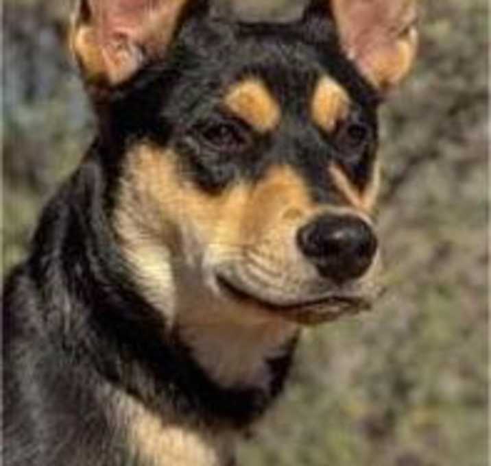 Photo of Merlin