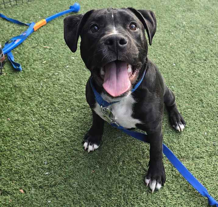 Photo of Bruno