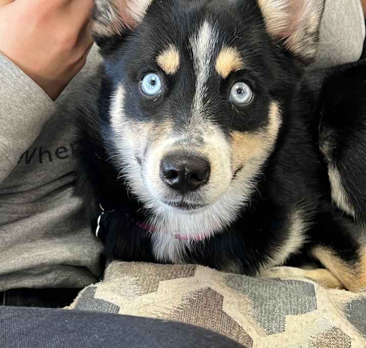 Photo of Juno