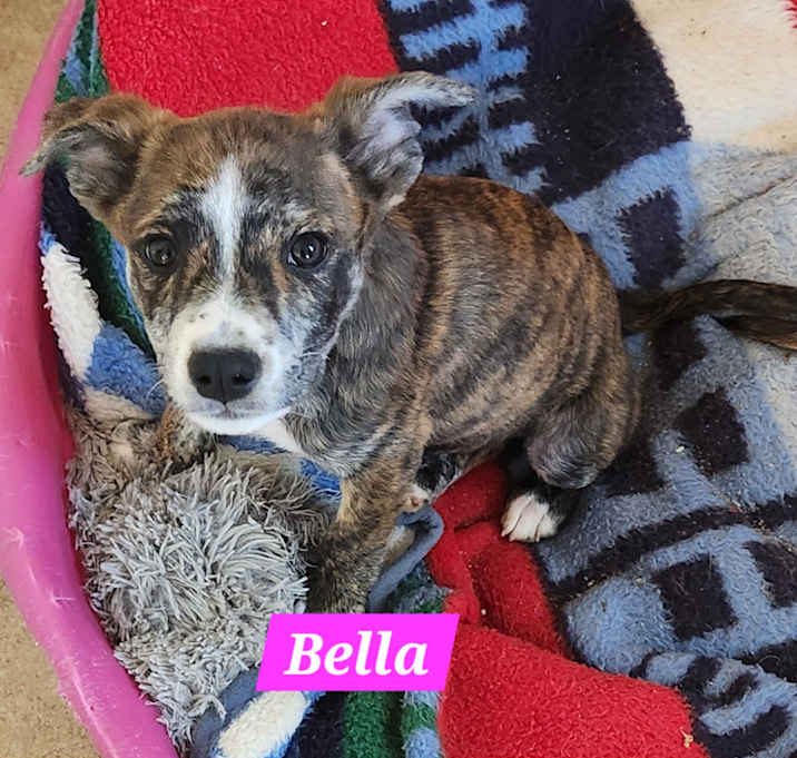 Photo of Bella