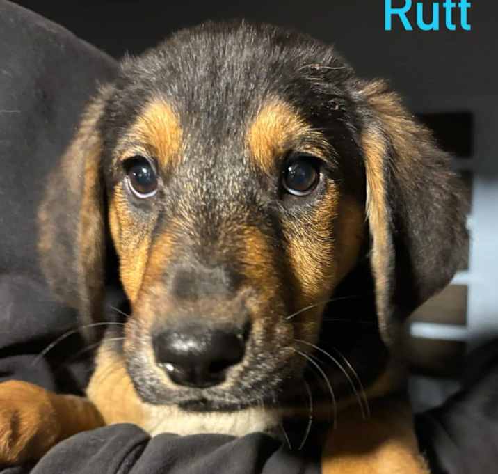 Photo of Rutt