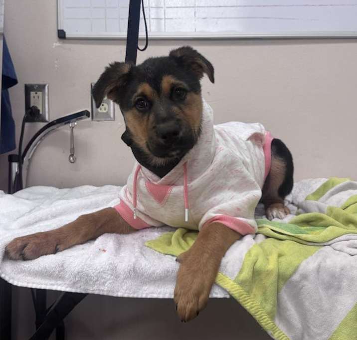 Photo of URGENT! SHELTER IS FULL