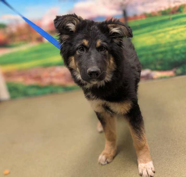 Photo of URGENT! SHELTER IS FULL