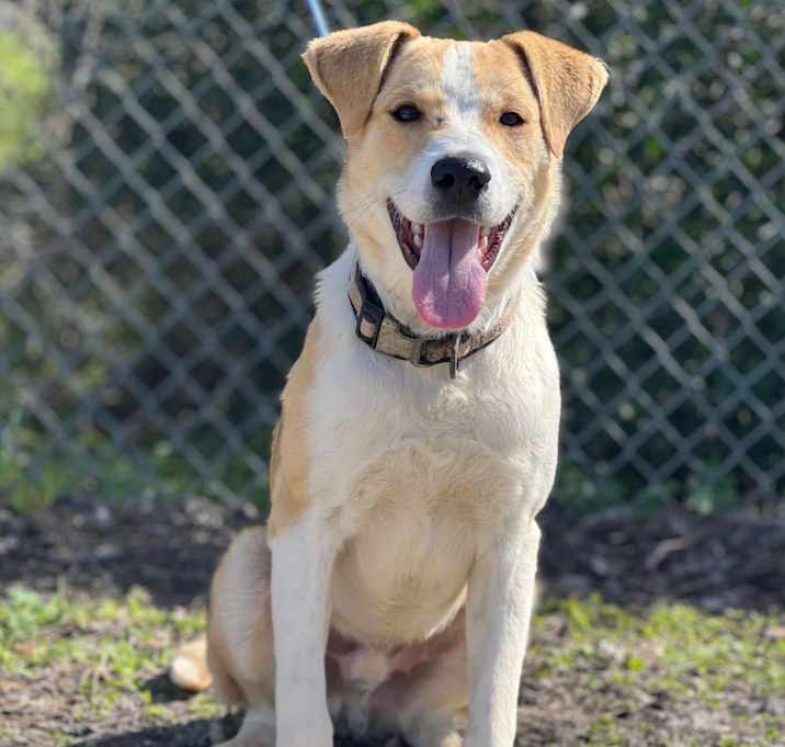 Photo of Fido