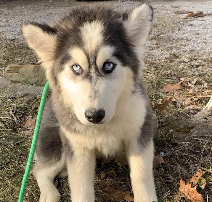 Photo of Bo