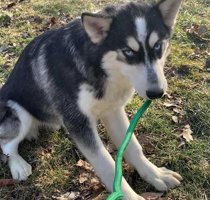 Photo of Smokey