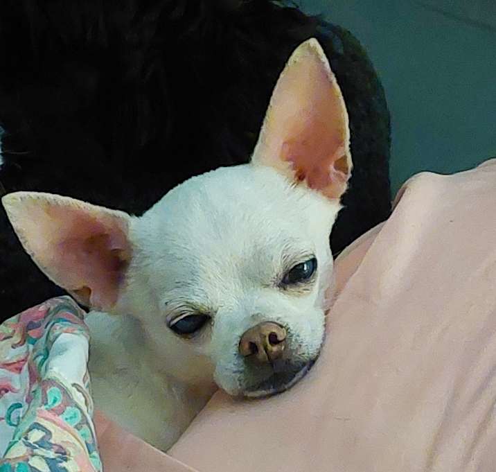 Photo of Beau