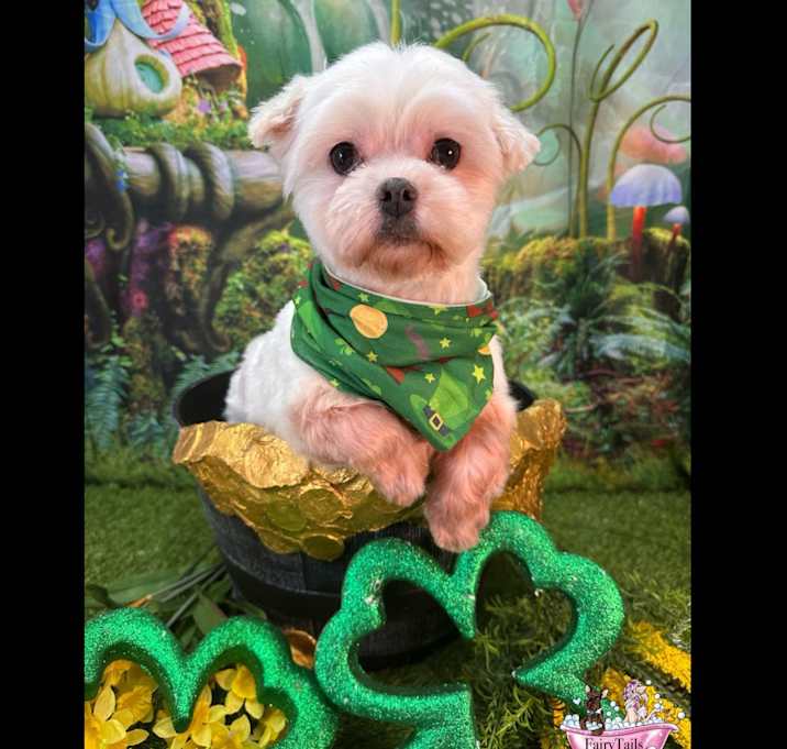 Photo of Bentley