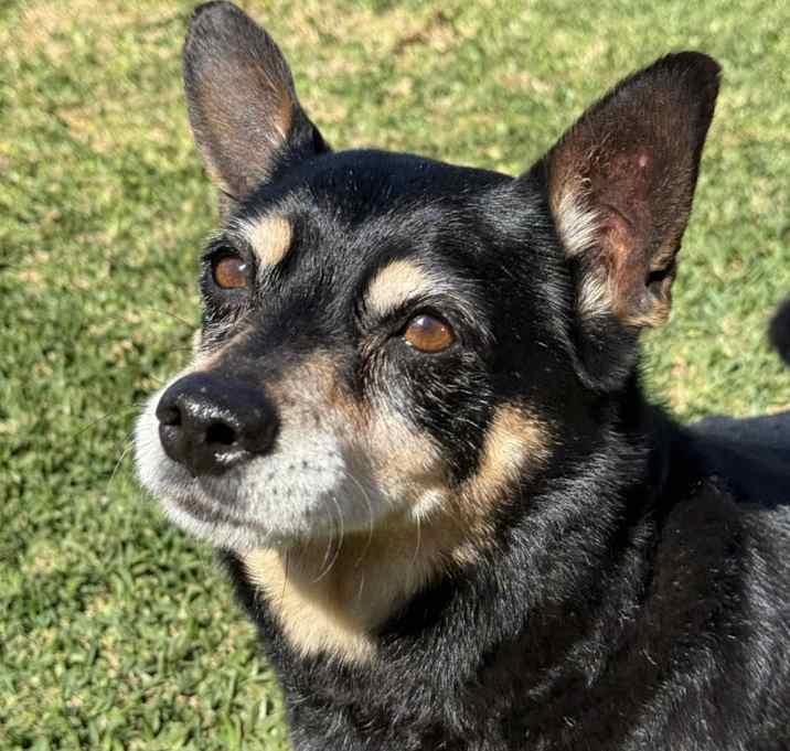 Photo of Milo
