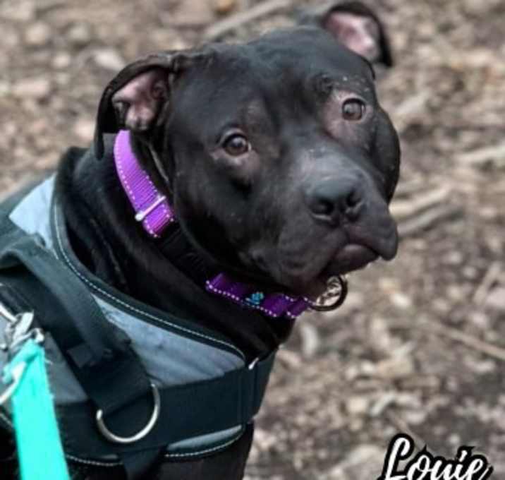Photo of Louie