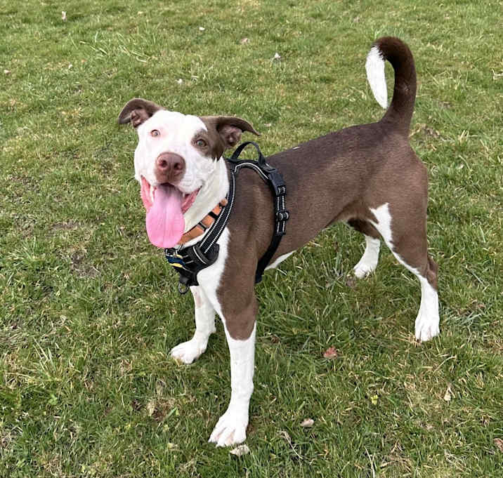 Photo of Lou - AVAILABLE / FOSTER NEEDED