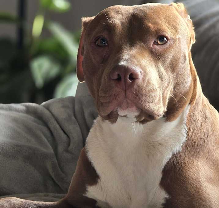 Photo of Grace - FOSTER TO ADOPT