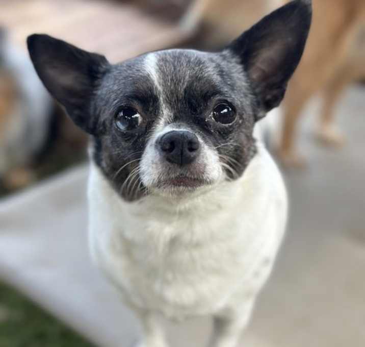 Photo of Sapphire