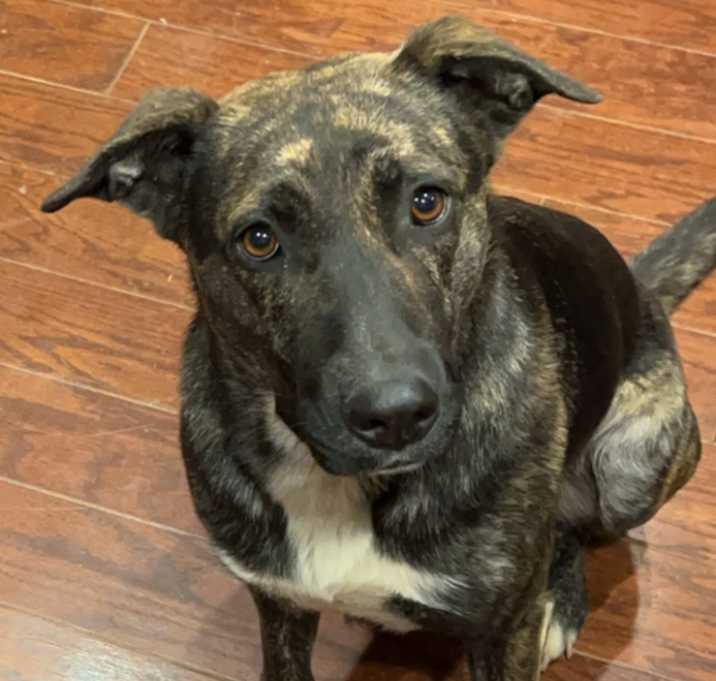 Photo of Luna