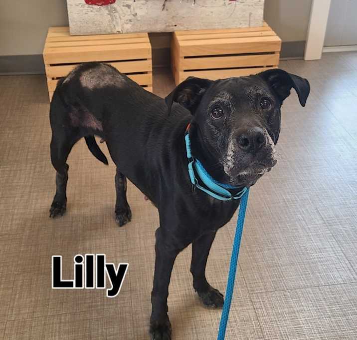 Photo of Lilly Yrly 61