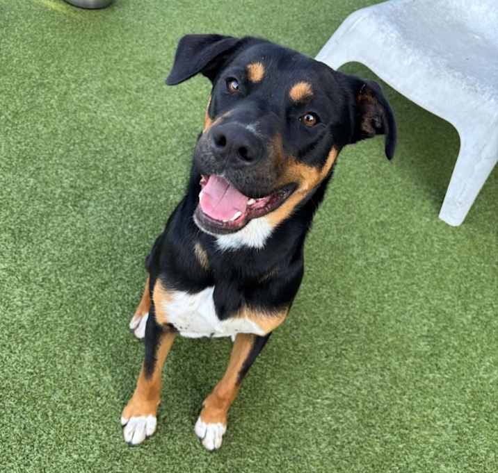 Photo of Lloyd (Sebastian)  LA Fire Dogs