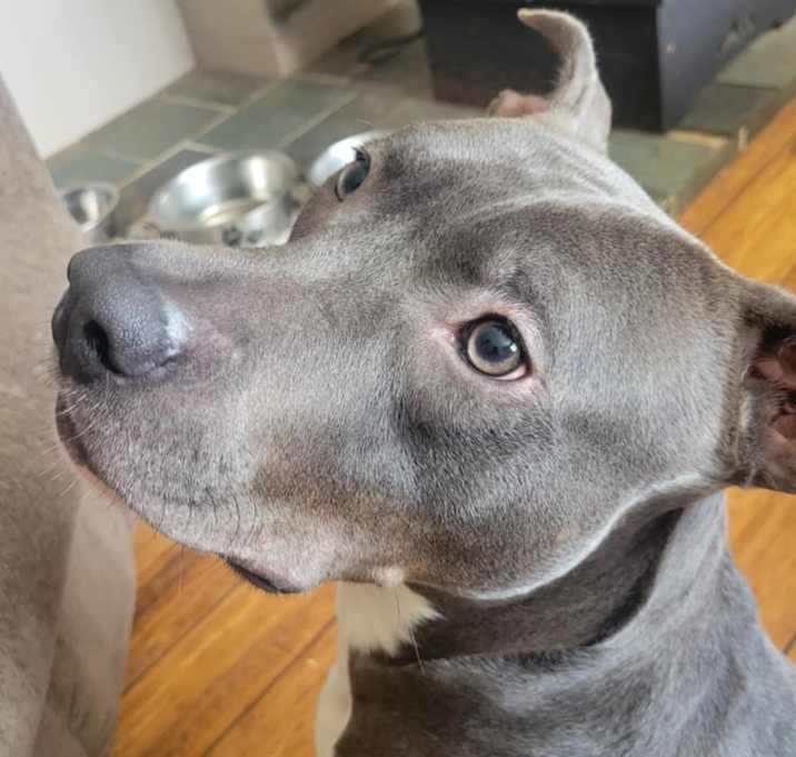 Photo of Rudolph (Rudy)