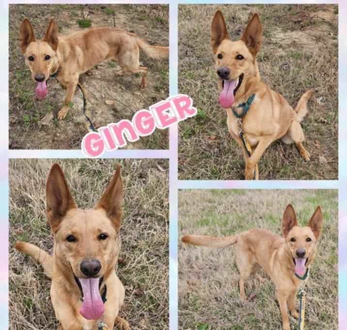 Photo of Ginger