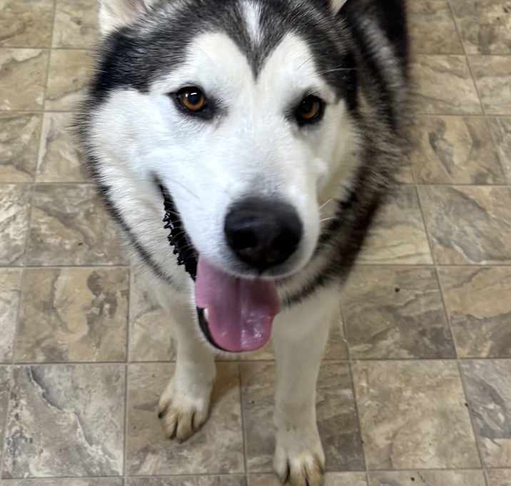 Photo of Timber