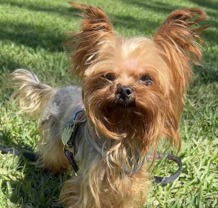 Photo of Doogie