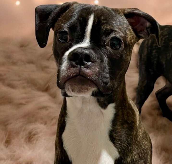 Photo of OLLIE