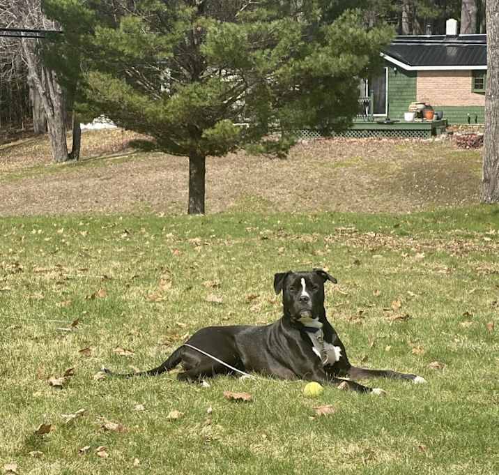 Photo of Ollie