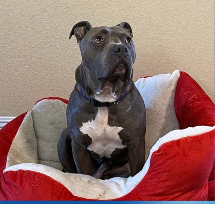 Photo of Hooch - **Facilitated Adoption**