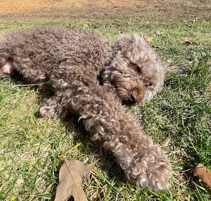 Photo of Murphy