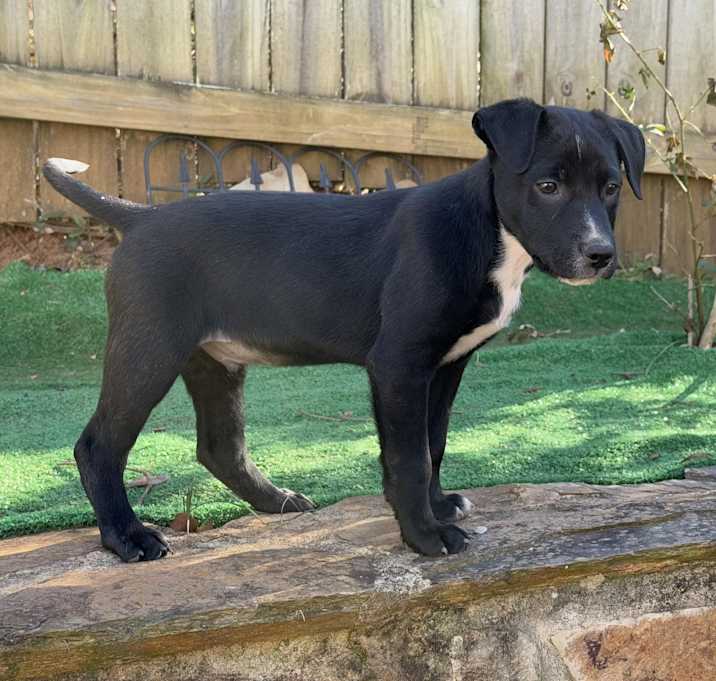 Photo of Louie