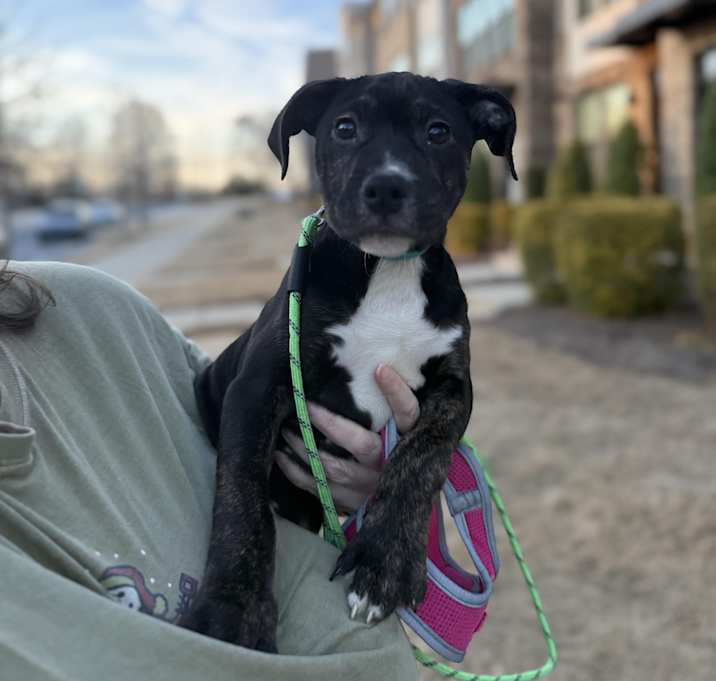 Photo of Poppy
