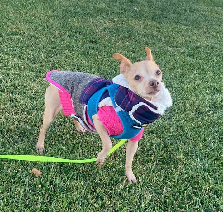 Photo of Chica