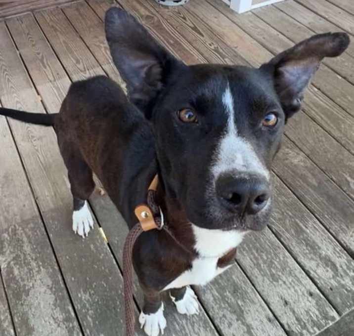 Photo of Pepper