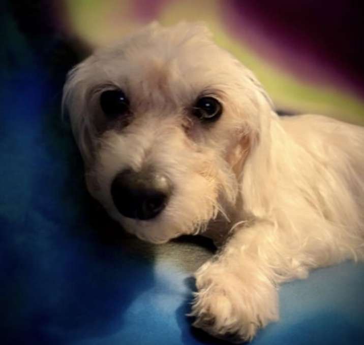 Photo of Daisy