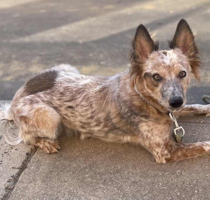 Photo of Ruby