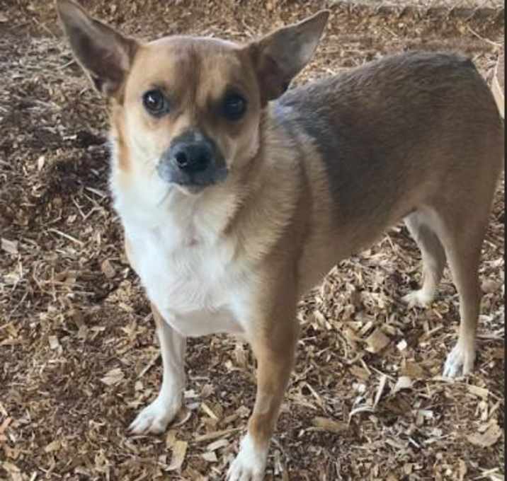 Photo of Sparkie