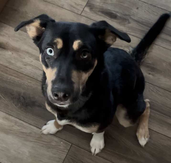 Photo of Ruby